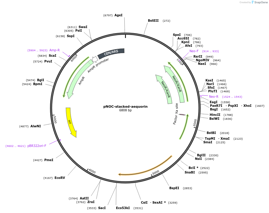 101010-plasmid-map-sequence-id-211118