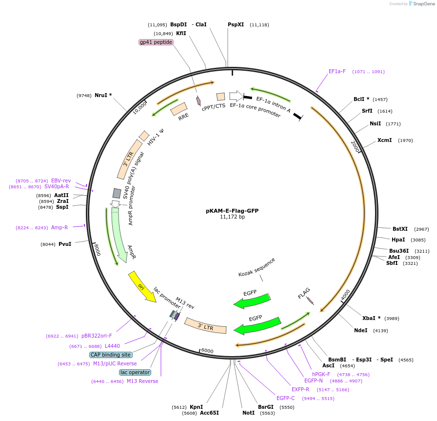 101866-plasmid-map-sequence-id-211119
