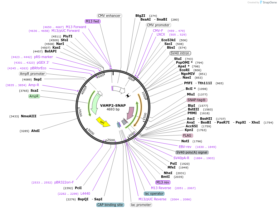 105288-plasmid-map-sequence-id-211127