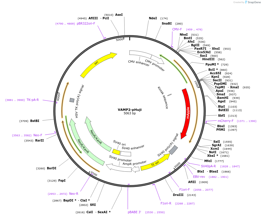 105289-plasmid-map-sequence-id-211128