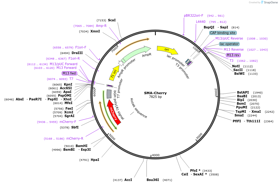 110209-plasmid-map-sequence-id-211132