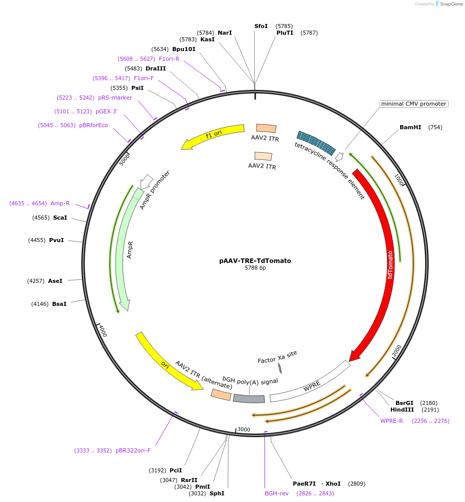 110338-plasmid-map-sequence-id-211133