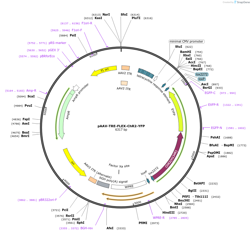 110337-plasmid-map-sequence-id-211135