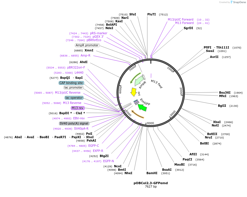 110210-plasmid-map-sequence-id-211136