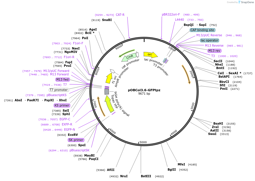 110211-plasmid-map-sequence-id-211139