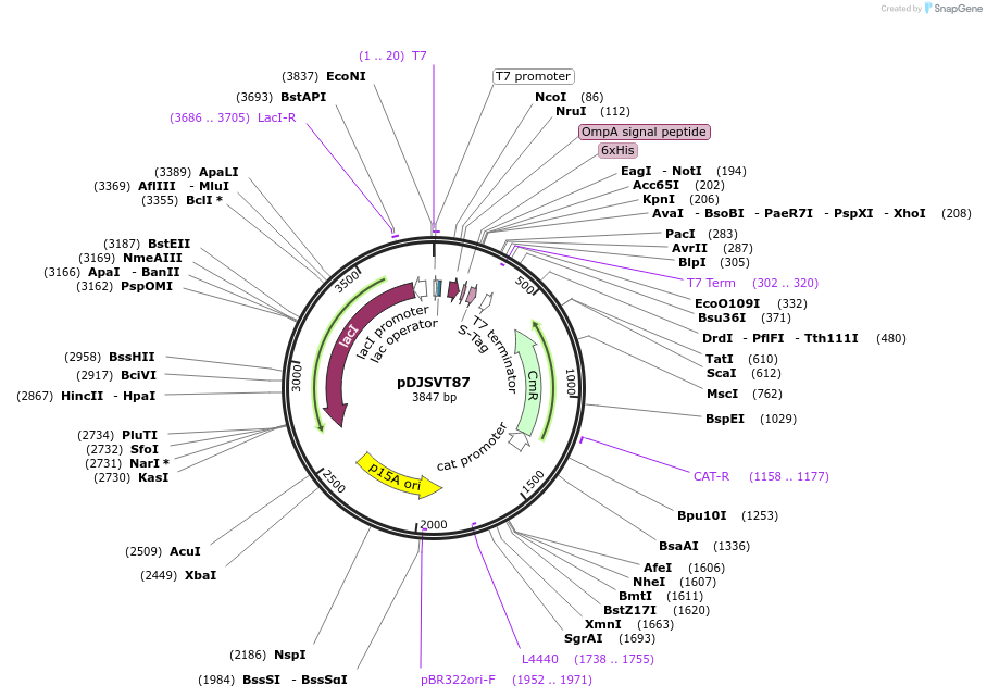 109302-plasmid-map-sequence-id-211140