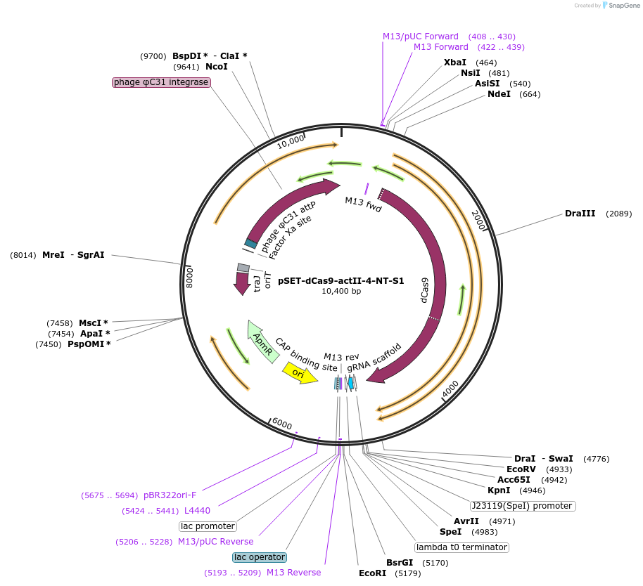110185-plasmid-map-sequence-id-211142