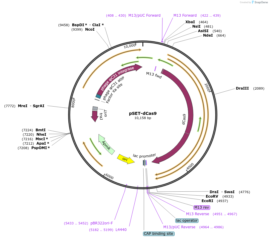 110183-plasmid-map-sequence-id-211143