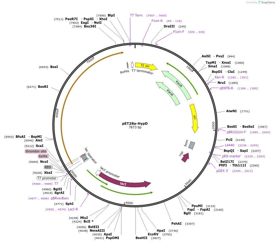110288-plasmid-map-sequence-id-211145