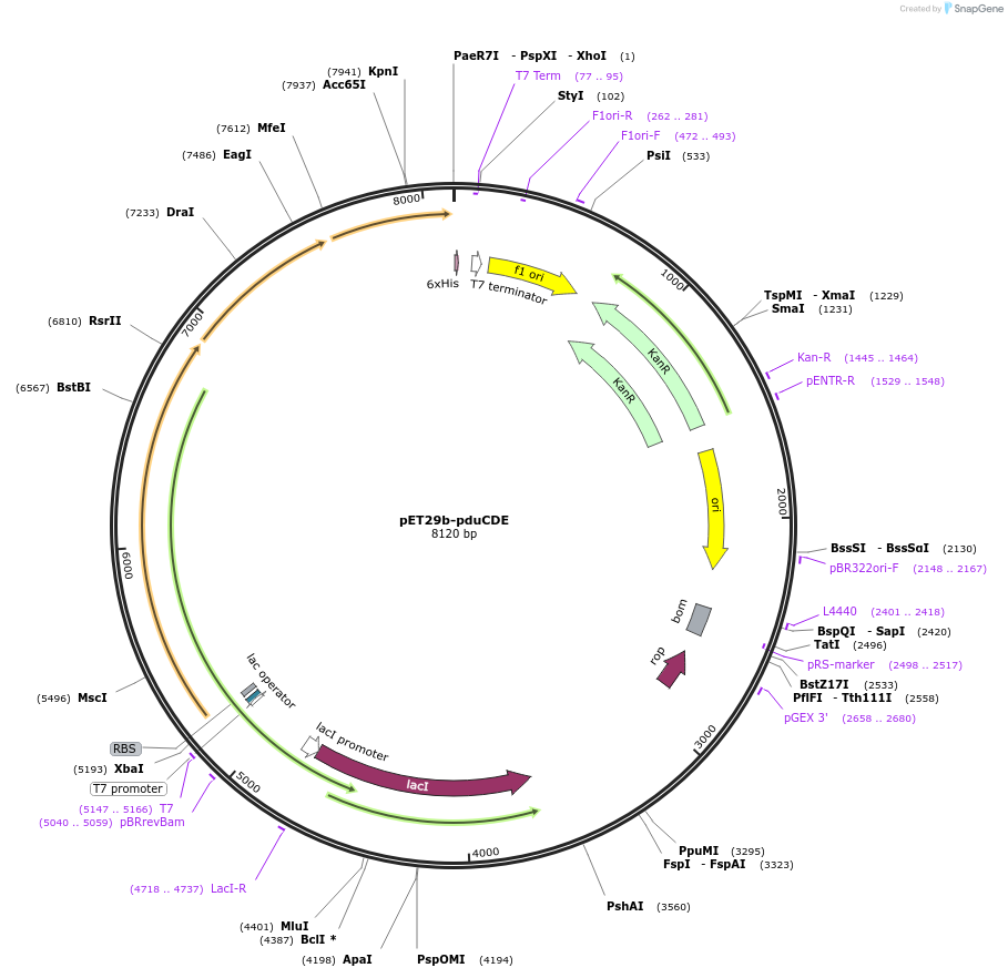 110138-plasmid-map-sequence-id-211146