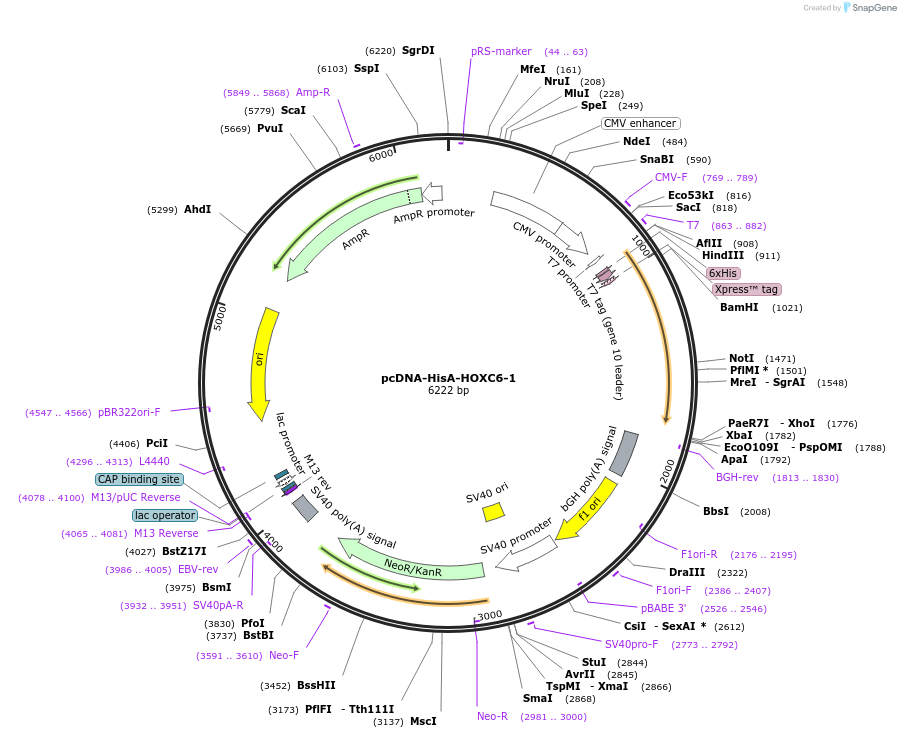 110366-plasmid-map-sequence-id-211149
