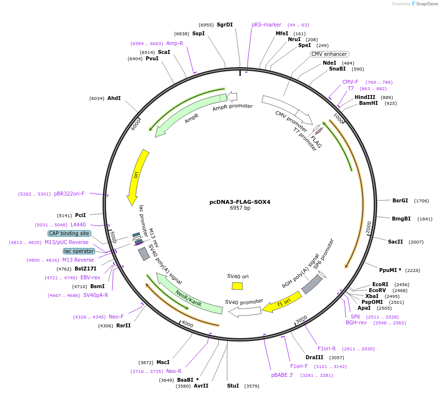 110360-plasmid-map-sequence-id-211152