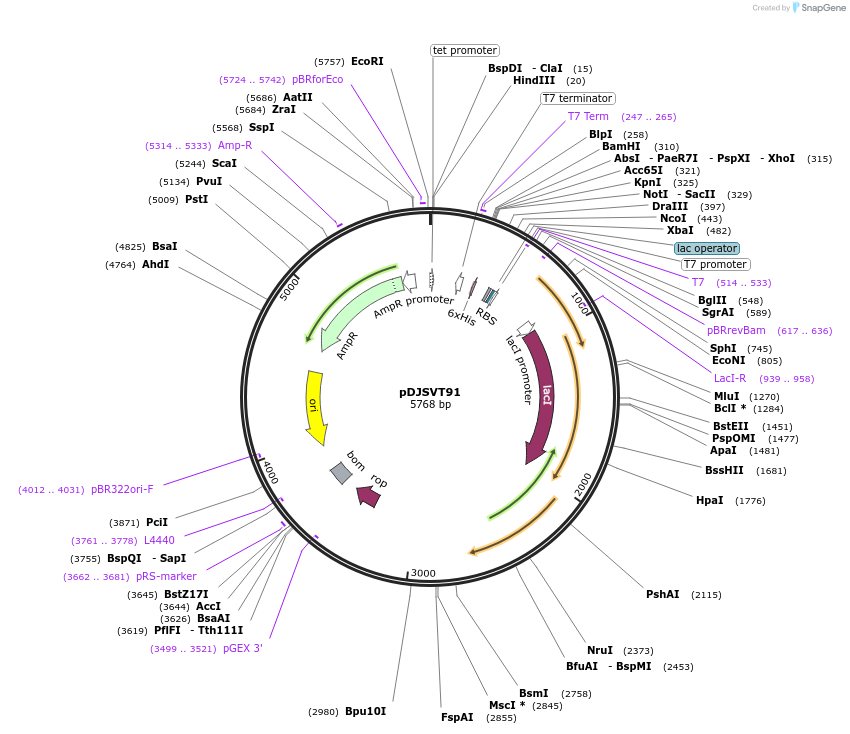 109305-plasmid-map-sequence-id-211158