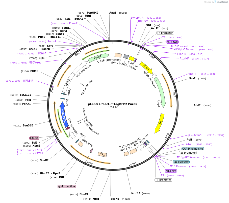 101893-plasmid-map-sequence-id-211159