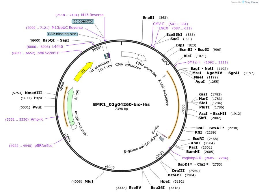 108004-plasmid-map-sequence-id-211162