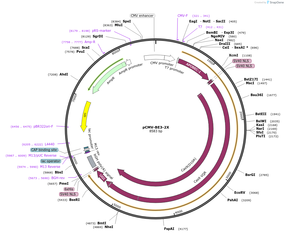 110835-plasmid-map-sequence-id-211165