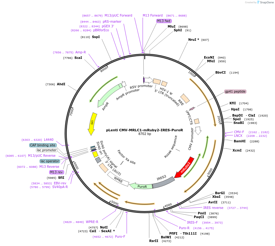 103031-plasmid-map-sequence-id-211166