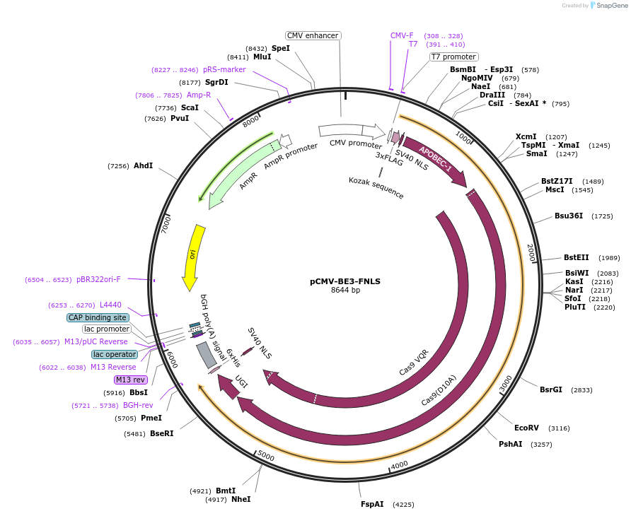 110836-plasmid-map-sequence-id-211167