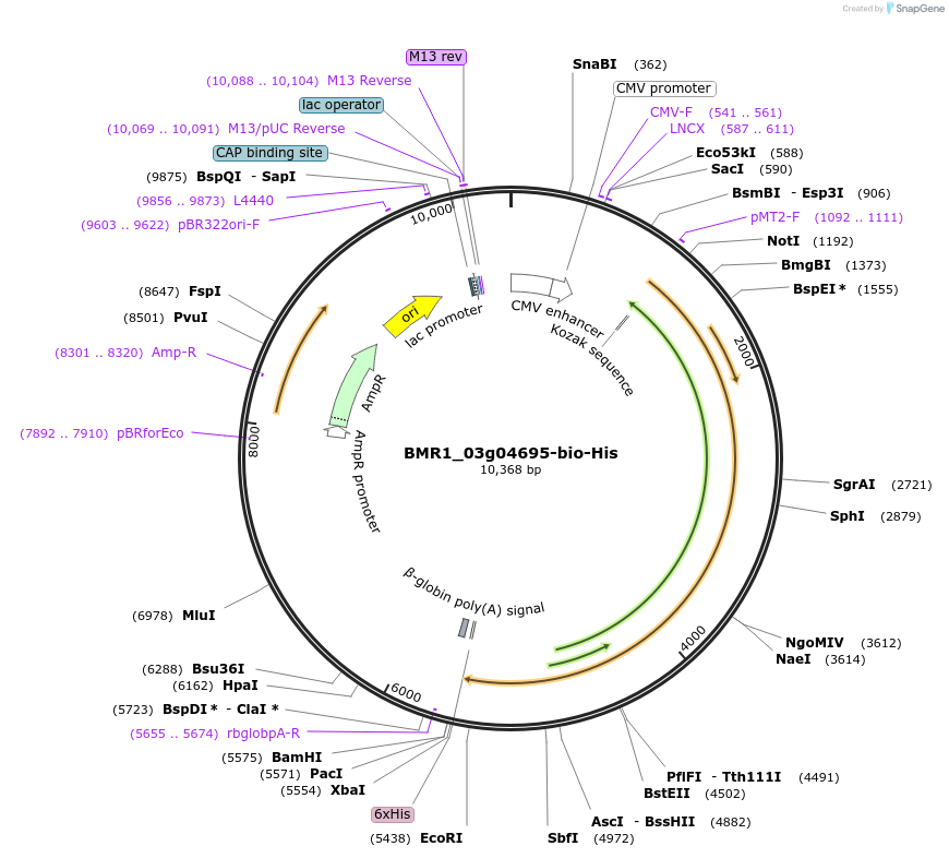 107666-plasmid-map-sequence-id-211170