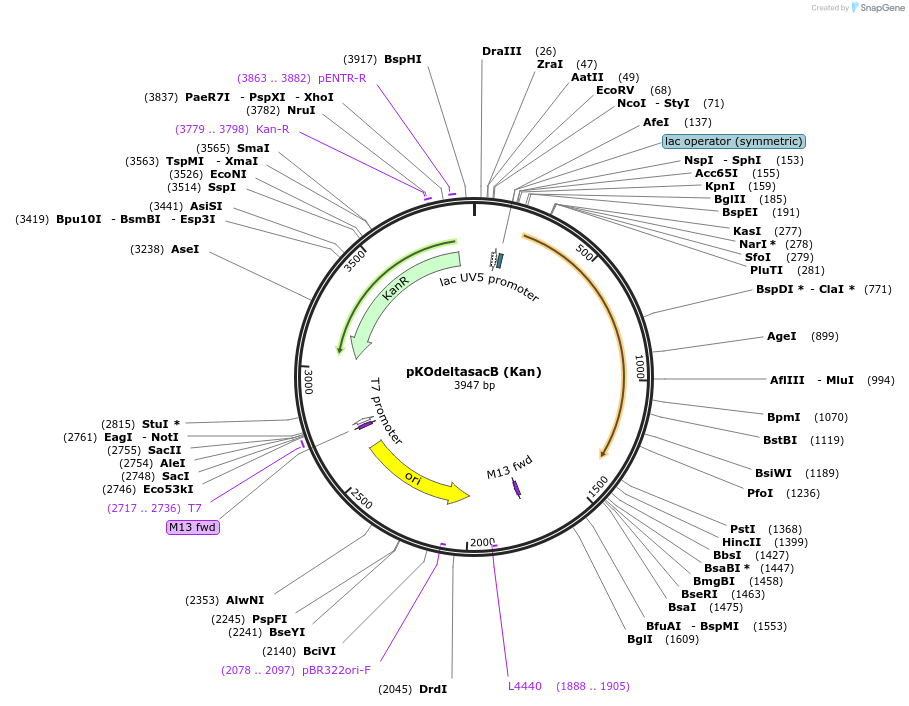 110092-plasmid-map-sequence-id-211172