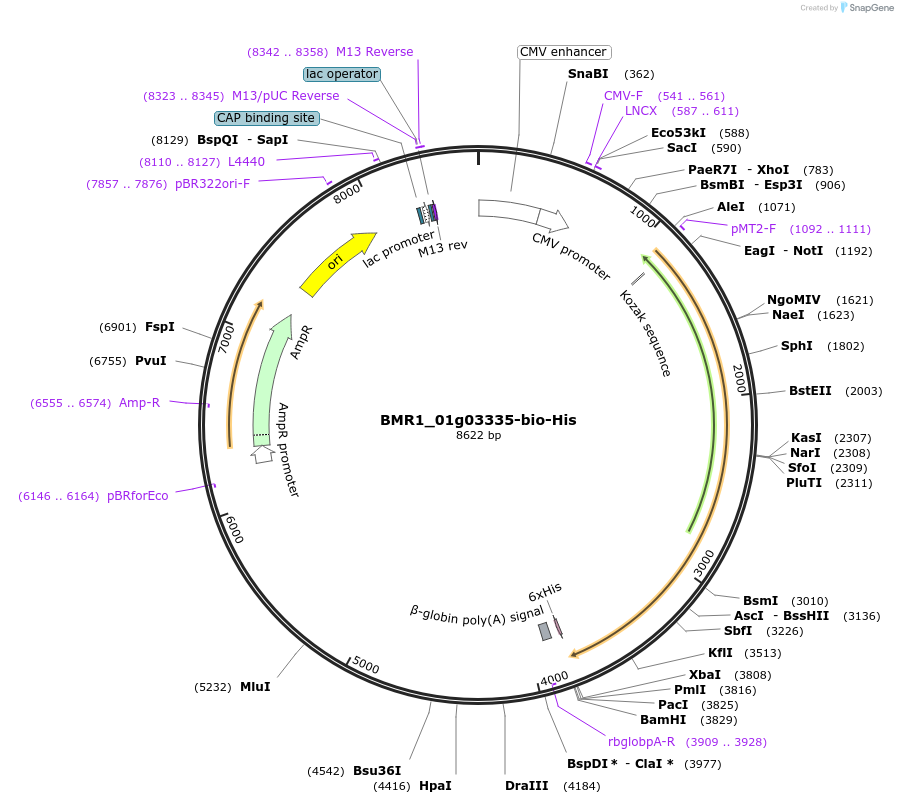 107667-plasmid-map-sequence-id-211173