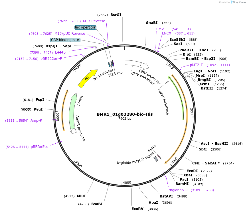 107669-plasmid-map-sequence-id-211177