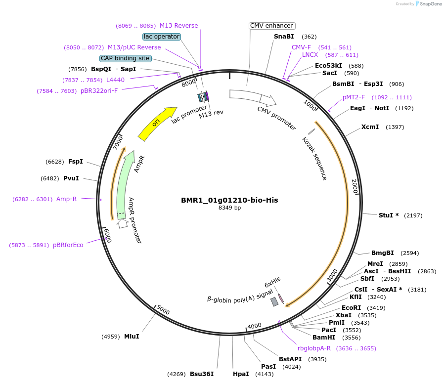 108003-plasmid-map-sequence-id-211178