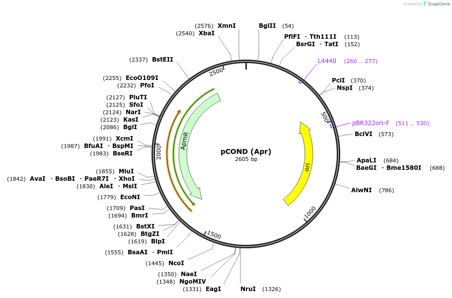 110094-plasmid-map-sequence-id-211184