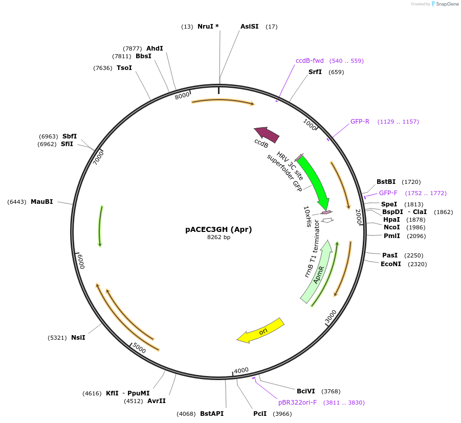 110085-plasmid-map-sequence-id-211188