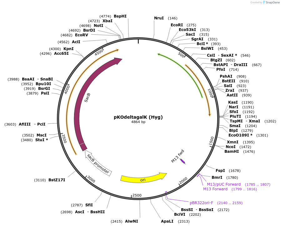 110090-plasmid-map-sequence-id-211192