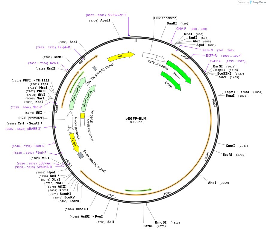 110299-plasmid-map-sequence-id-211197