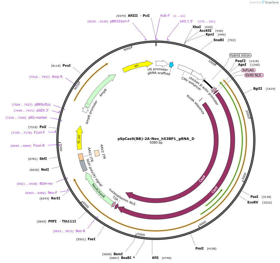 110300-plasmid-map-sequence-id-211204