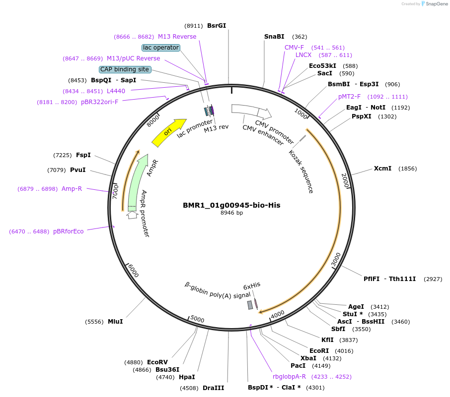 108021-plasmid-map-sequence-id-211255