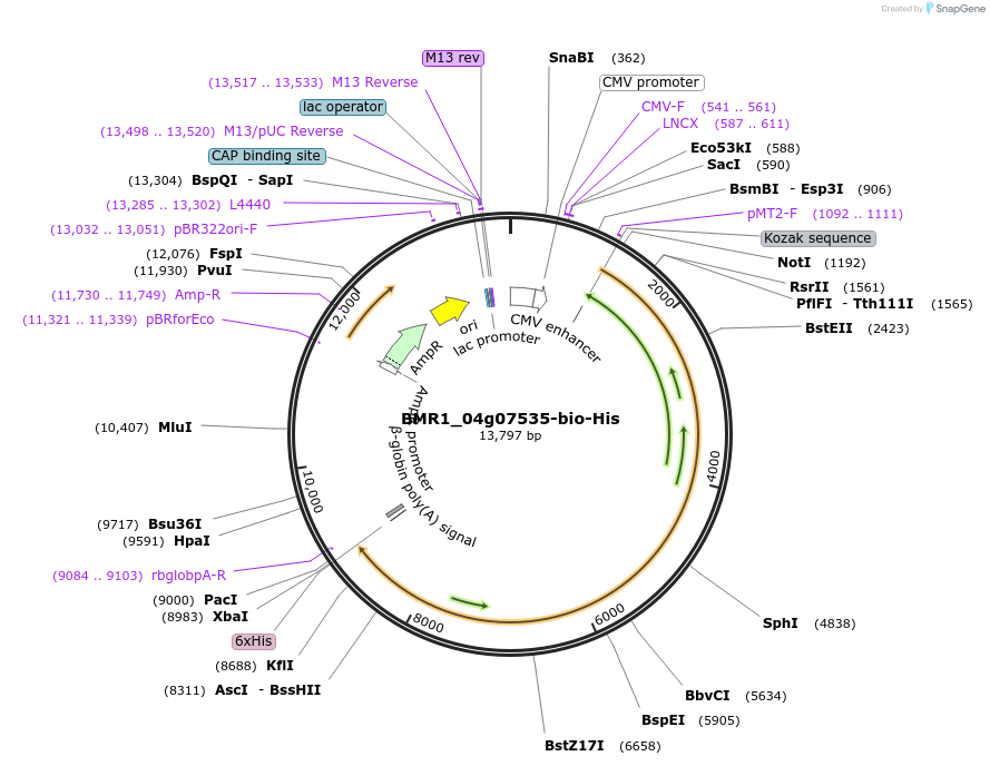 108016-plasmid-map-sequence-id-211256