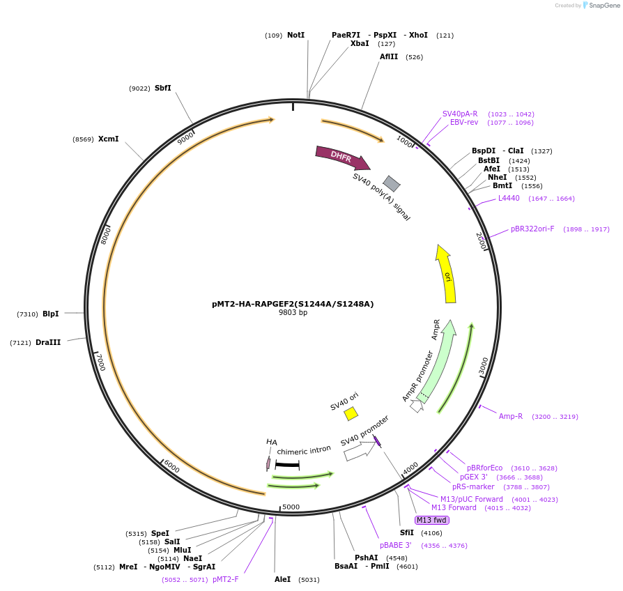 110163-plasmid-map-sequence-id-211275