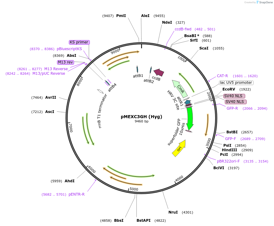 110082-plasmid-map-sequence-id-211279