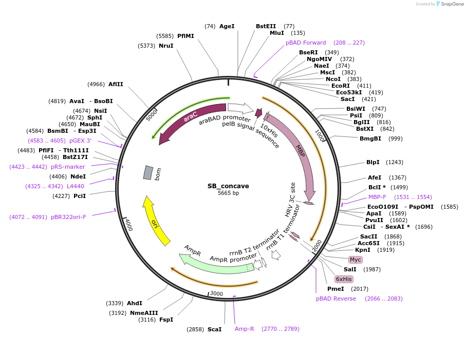 110102-plasmid-map-sequence-id-211287