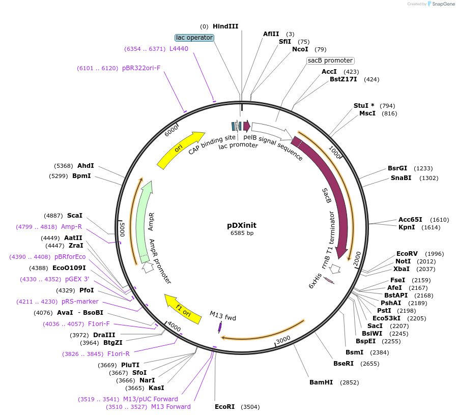 110101-plasmid-map-sequence-id-211288