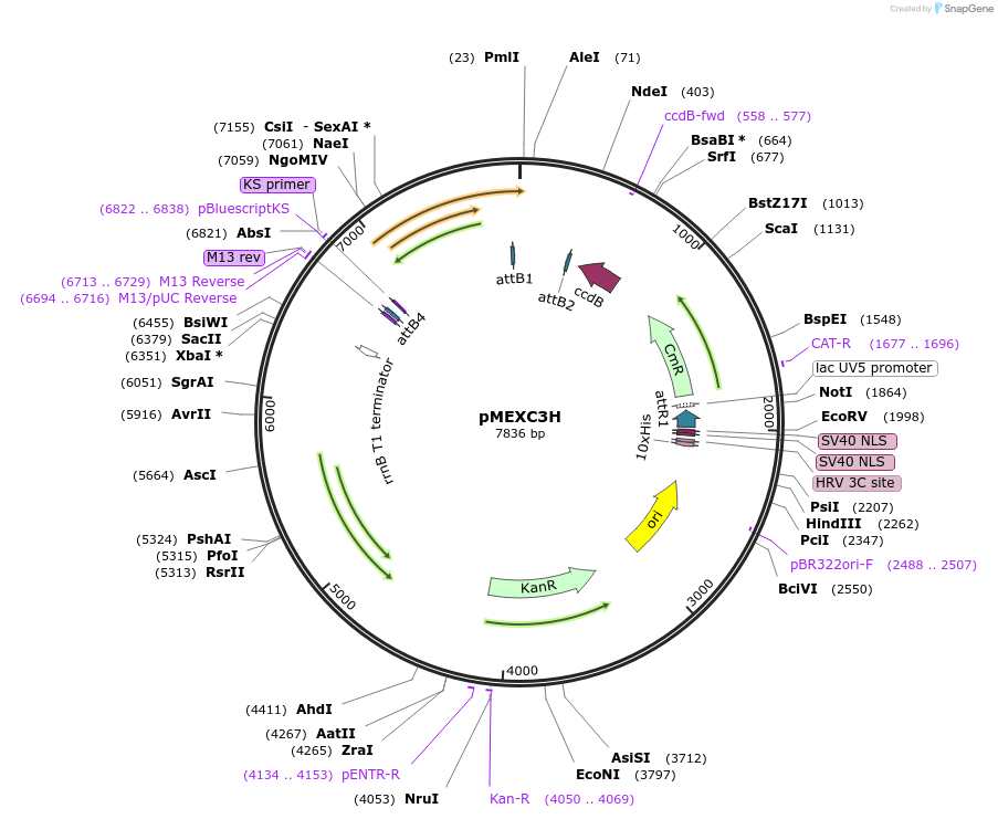 110080-plasmid-map-sequence-id-211290
