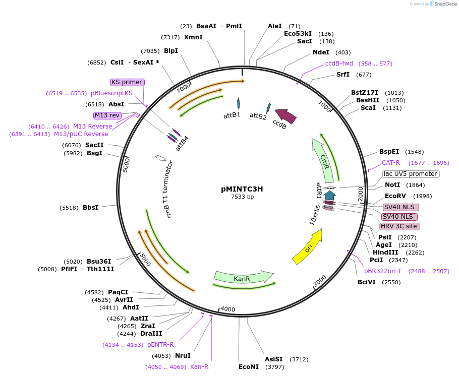 110075-plasmid-map-sequence-id-211291