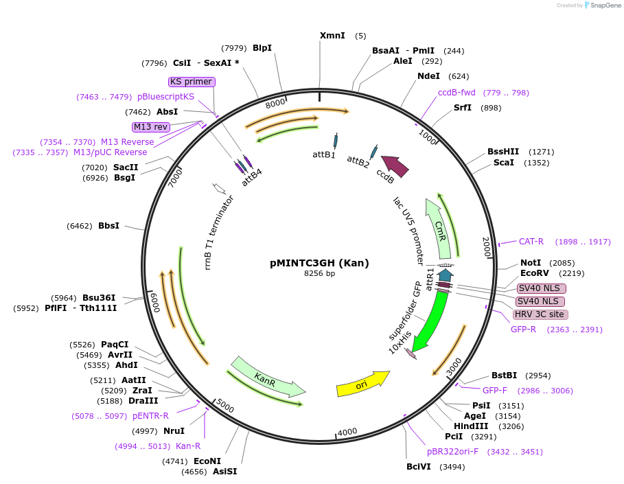 110076-plasmid-map-sequence-id-211292