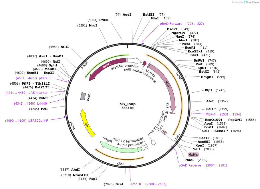 110103-plasmid-map-sequence-id-211298