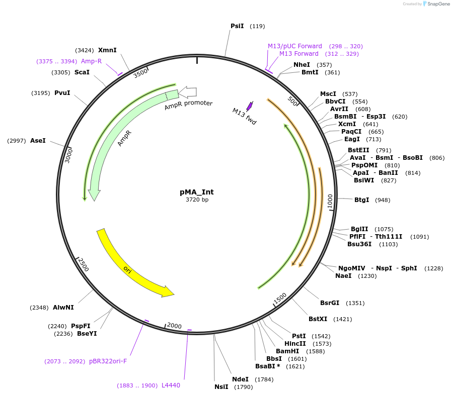 110096-plasmid-map-sequence-id-211299