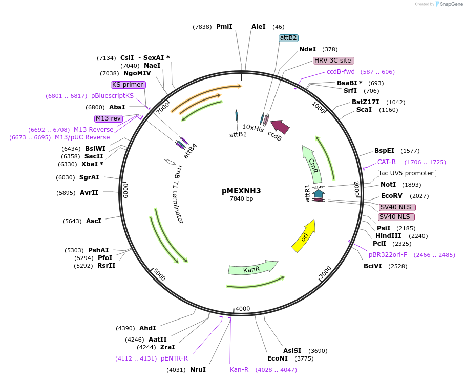 110079-plasmid-map-sequence-id-211300