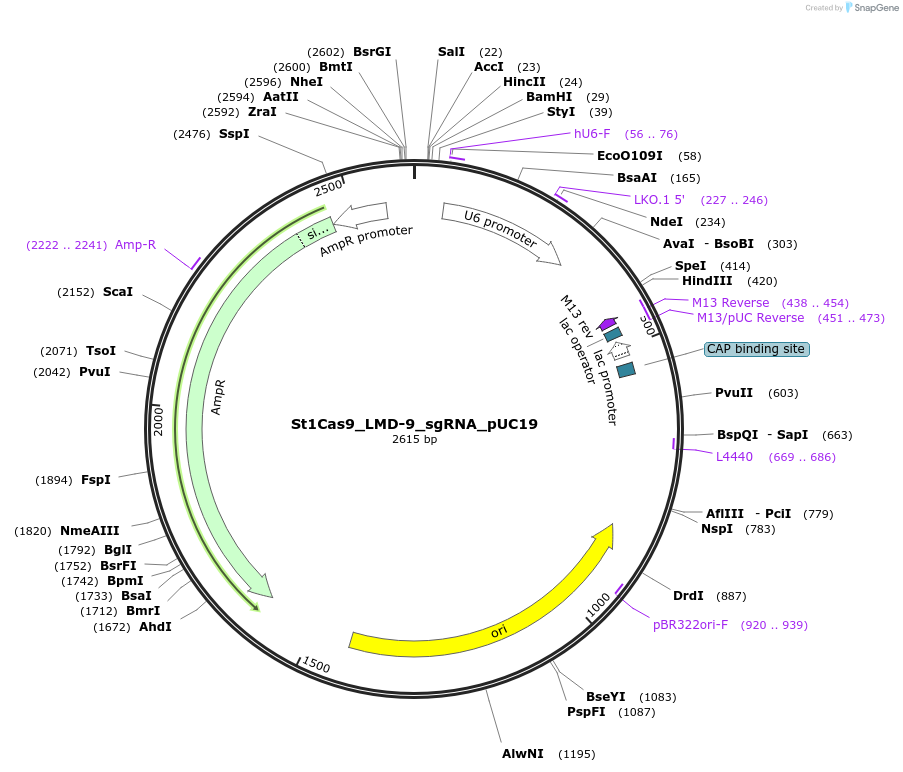110627-plasmid-map-sequence-id-211313