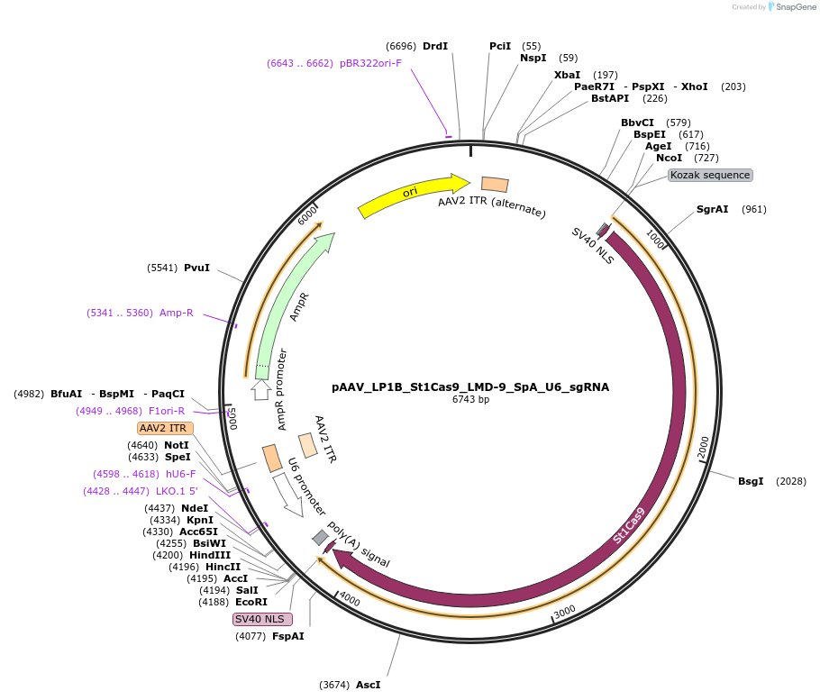110624-plasmid-map-sequence-id-211314