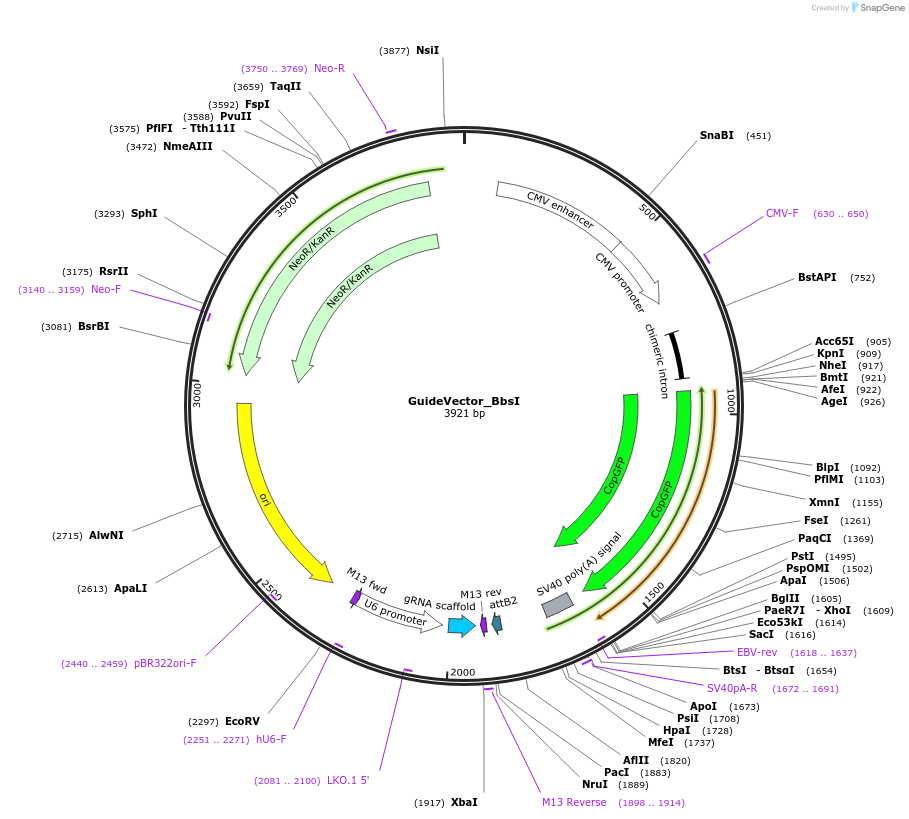 110692-plasmid-map-sequence-id-211319