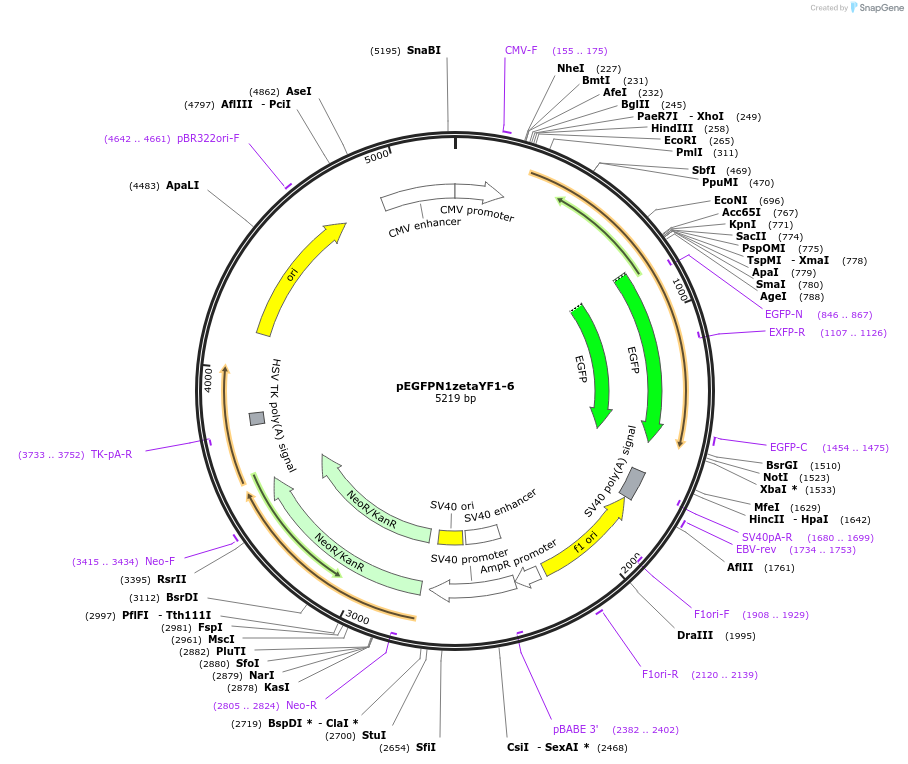 109295-plasmid-map-sequence-id-211323