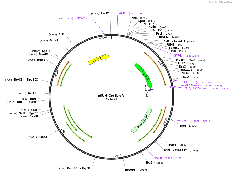 109286-plasmid-map-sequence-id-211324