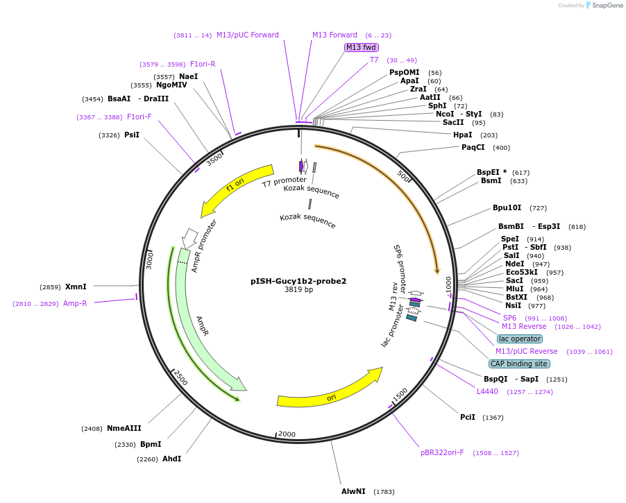 105455-plasmid-map-sequence-id-211327